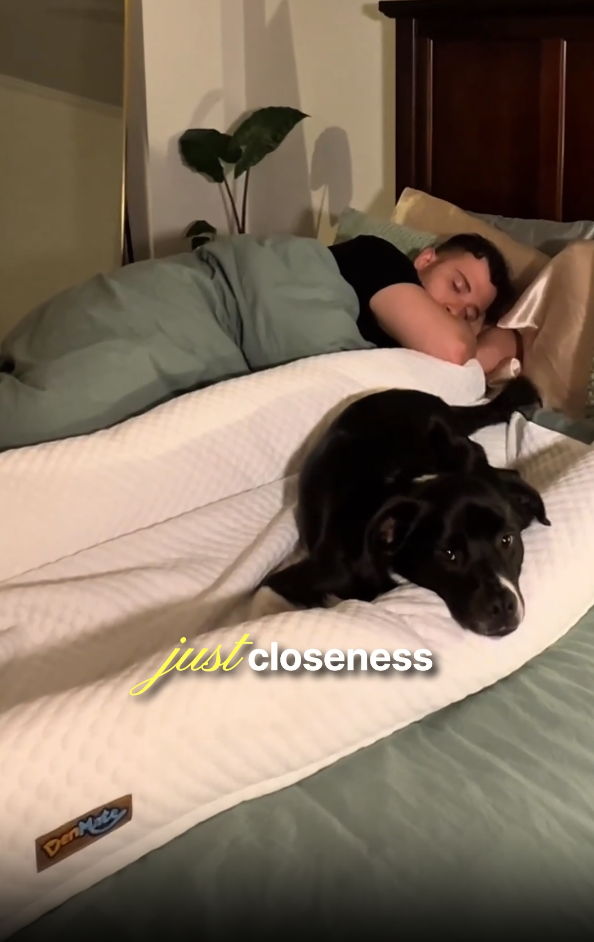 DenMate: The first on bed dog mattress