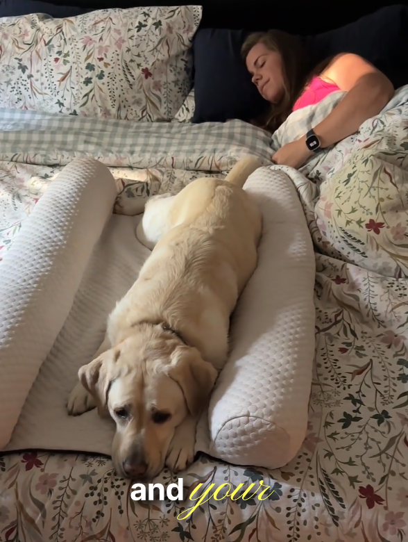 🐶 DenMate: The Dog Bed Designed for Your Bed